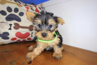 Yorkshire Terrier-Andy