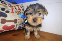 Yorkshire Terrier-Spritz