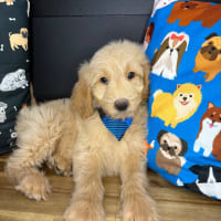 Goldendoodle-Nelson