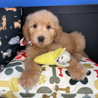 Goldendoodle-Ruckus