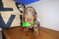 Dachshund-PeeWee