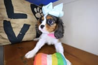 Cavalier King Charles Spaniel-Gina