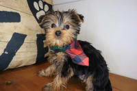 Yorkshire Terrier-Boone