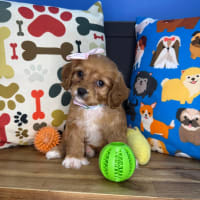 Cavapoo-Dora