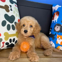 Goldendoodle-Stevie