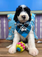 Sheepadoodle-Admiral