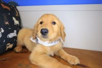 Golden Retriever-Munch