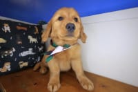 Golden Retriever-Dean