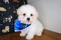 Bichapoo- Hoot