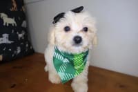 Bichapoo-Bessie