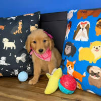 Golden Retriever-Lia