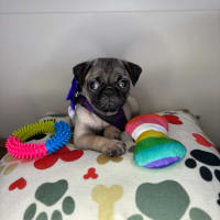 Pug-Dolly