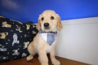 Golden Retriever-Melo