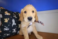 Golden Retriever-Chopper
