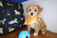 Maltipoo-Barkley