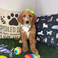 Standard Goldendoodle-Zula