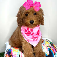 Goldendoodle-Nephy