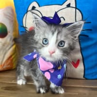 Maine Coon-Whitney