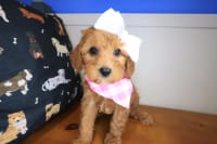 Cavapoo-Aisha
