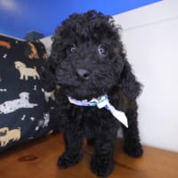 Poodle-Colter