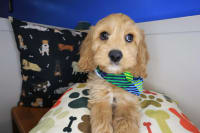 Cockapoo-Ravi