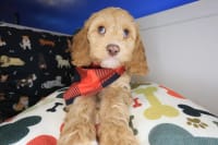Cockapoo-Snappy