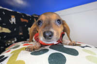 Dachshund-Joey