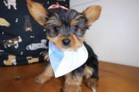 Yorkshire Terrier-Chaos