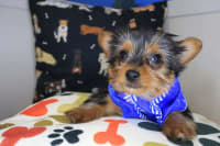 Yorkshire Terrier-Bloom