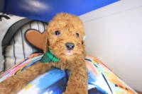 Cavapoo-Gusto
