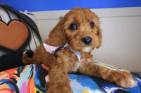 Cavapoo-Lark