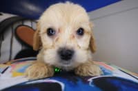 Cavapoo-Tommy