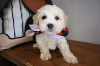 Cavapoo-Jogger