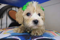 Cavapoo-Gabbie