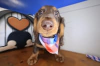 Dachshund-Colonel