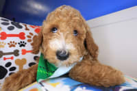 Goldendoodle-Tiger