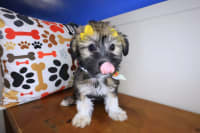Shihpoo-Eloise