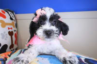 Shihpoo-Millie