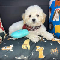 Bichapoo-Bentley