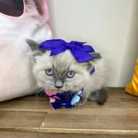 Ragdoll-Uma