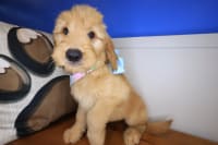 Goldendoodle-Emiko