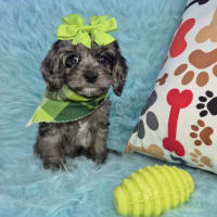 Cavapoo-Nena