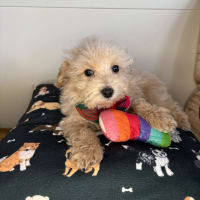 Maltipoo-Ewan