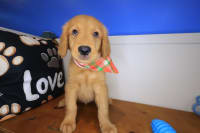 Golden Retriever-Brooksy