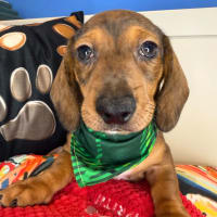 Dachshund-Chester