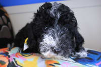 Poodle-Zimmy