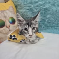 Maine Coon-Monty