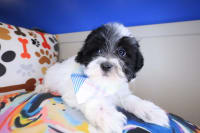 Maltipoo-Kitty