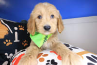 Standard Goldendoodle-Dante