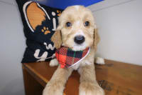 Standard Goldendoodle-Zan